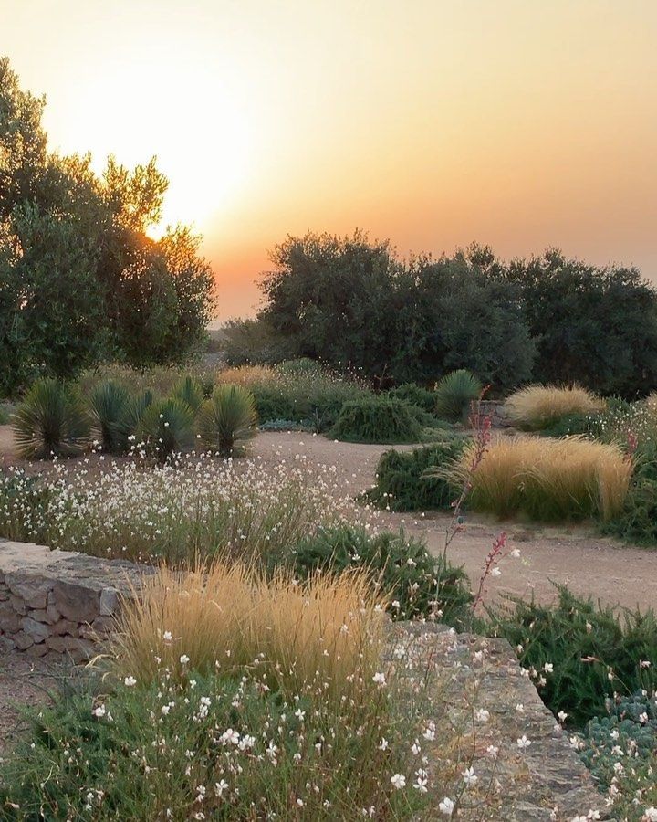 Jardín silvestre