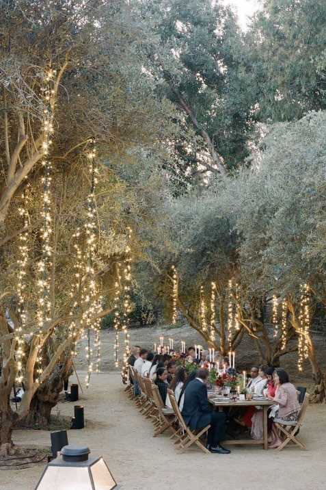 Luces entre los árboles